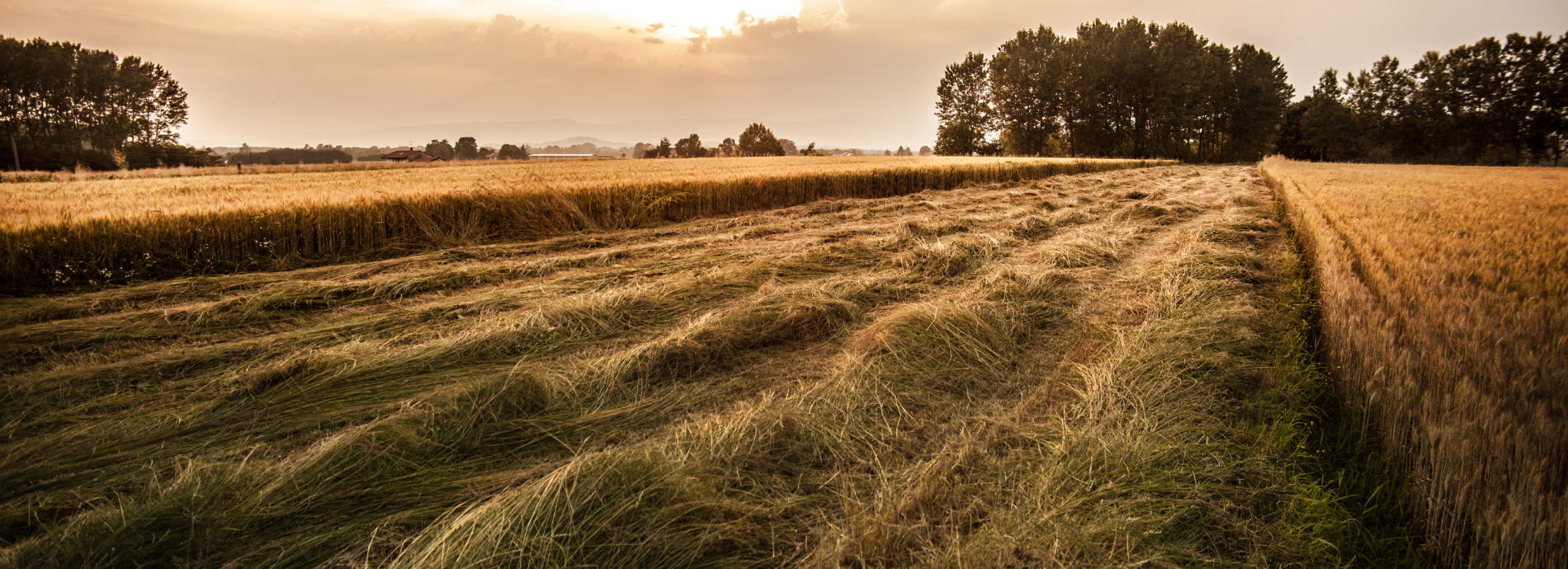 Photo of Wheat Field